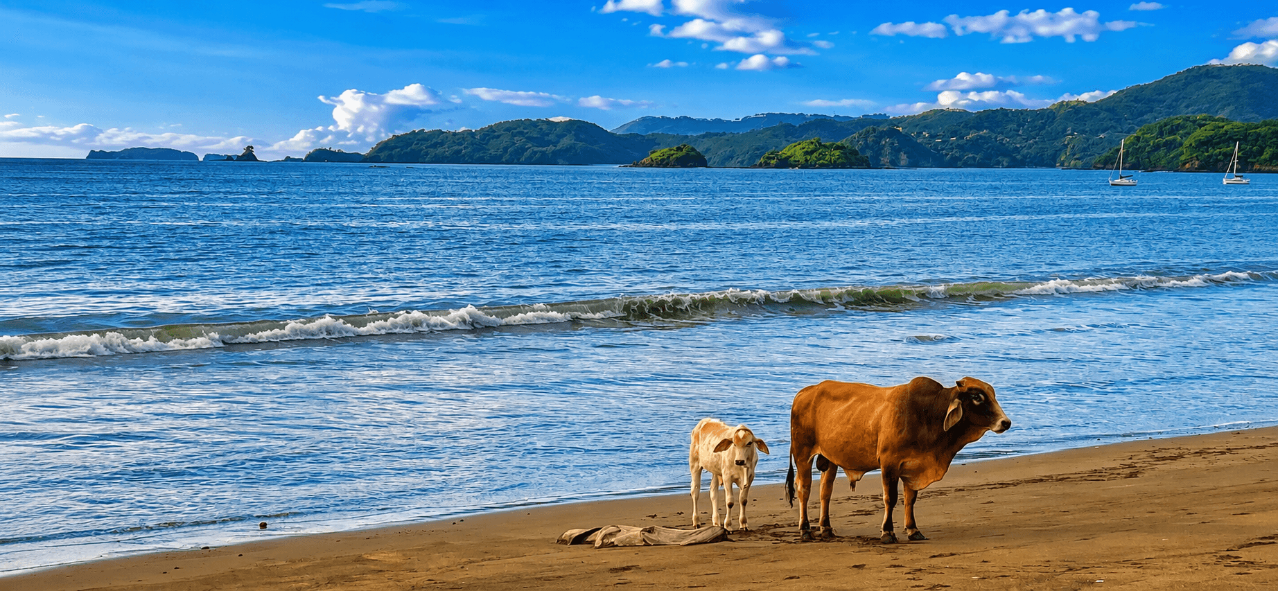 Cows walking on the beach in Playa Potrero Costa Rica